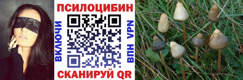 Псилоцибиновые грибы мицелий  Темников 